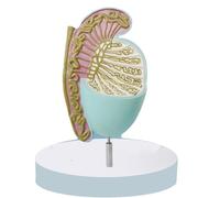 Human Testicular Anatomy Enlarged Model, Detailed Testicular Structure for Medical Teaching and Physician-Patient Communication