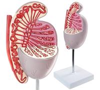 Human Testicular Anatomy Model - Detailed Male Reproductive System Model For Science Education Study, 3.5 Times Zoom