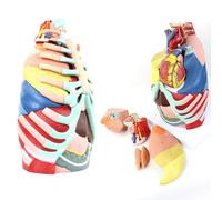 Human Thoracic Anatomy Model Anatomy of The Lungs And Heart Life Size Human Larynx Heart Lung Anatomy Model Human Organs Anatomy Model Biological Teaching Display for School Education