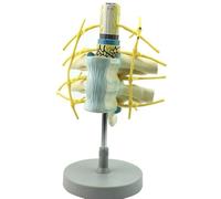 Human Thoracic Vertebra Model - Anatomical Spinal Column with Spinal Cord and Nerves for Medical Teaching