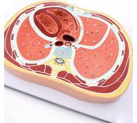 Human Thorax Transverse Cross Section Model, Anatomical Display Model Showing Lung, Heart, Vessel & Spinal Cord Structural Details, for Anatomy Study & Classroom Display.