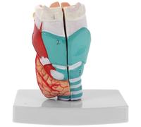 Human Throat Anatomical Model Pvc Anatomical Teaching Prop