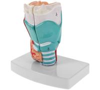 Human Throat Anatomical Model Pvc Teaching Prop for Education
