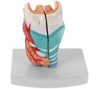 Human Throat Anatomical Model Pvc Teaching Tool for Clinical Study