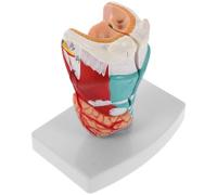 Human Throat Anatomical Model Teaching Tool Pvc for Study