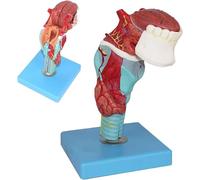 Human Throat Anatomical Model with Tongue, Larynx, and Thyroid, 5 Part for School Teaching Display