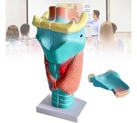 Human Throat Model, 2X Enlarged Anatomically Accurate Anatomy for Science Classroom Study and Medical Teaching Display, Educational Anatomy Model