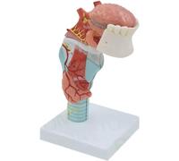 Human Throat Model with Tonguethroat Medical Model for Teaching Learning Thyroid Anatomy Model Human Organ Model