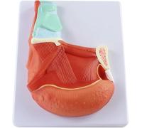 Human Tongue Muscle Anatomy Model, PVC Tongue Demonstration for Medical Teaching and Doctor-Patient Communication