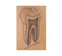 Human Tooth Anatomy Canvas Poster Wall Art Decor Print Picture Paintings for Living Room Bedroom Decoration 08x12inch(20x30cm)