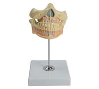 Human Tooth Model Permanent Tooth Anatomy Teeth for Clinic Setting and Doctor-Patient Communication Clinic Display