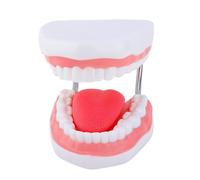 Human Tooth Tongue Anatomy Model Enlarged Tooth Tongue Anatomy Model Lessure Report Educational Props Clinical Case Presentation