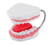 Human Tooth Tongue Anatomy Model Magnification Anatomy Dental Education Props Lecture Report Extra Large Teeth