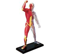 Human Torso 4D Anatomy Of Skeleton And Muscles - 46 Room Model 19 Cm + Removable Elements Base