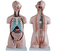 Human Torso Anatomical Model - 85 cm Skeleton Model with Internal Organs for Medical Demonstration, 20 Pieces