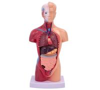 Human Torso Anatomy Model - 15 Parts, 11 Inch Anatomical Skeleton Model with Removable Organs for Education and Exploration