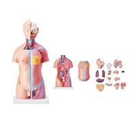 Human Torso Anatomy Model 23 Pieces Unisex Removable Organs Educational Skeleton for Teaching Science Classroom