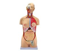 Human Torso Anatomy Model, Detachable 32 Male and Female Organs, Educational Tool for Students and Professionals