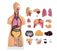 Human Torso Anatomy Model - Life Size 55 cm with 21 Removable Parts for Medical Education and Training