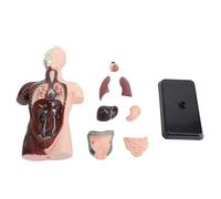 Human Torso Anatomy Model, Painted Human Body, 24.5x12.5x7.5cm, with Removable Organs and Instruction Book for Students Science Learning, School Medical Education Display
