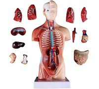 Human Torso Anatomy Model with 15 Replaceable Organs for Education | Educational Human Torso Anatomy Model with 15 Replaceable Organs for Classroom Teaching and Medical Training
