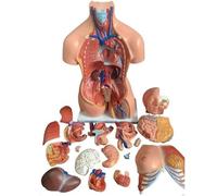 Human Torso Anatomy Model with Removable Parts for Medical Students and Science Learning