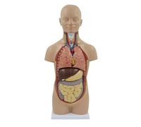 Human Torso Anatomy Model with Skeleton Removable Organs on Wood Base, 43.5CM Teaching Aid Visual Learning Tool Human Model
