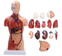 Human Torso Body Anatomy Model Heart Brain Skeleton School Educational