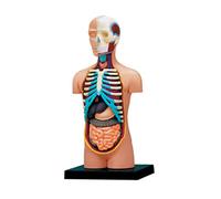 Human Torso Body Anatomy Model with Removable Organs Education Organs Model for Teaching Study Class Students Human Body for Kids Medical Student with Removable Early Learning Organ Toy