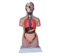 Human Torso Body Model - 42Cm Trunk Medical Anatomical Half-Body with Internal Organs for Teaching Study