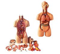 Human Torso Model 23 PCS Human Anatomy Model 4D Torso Structure,55CM Human Organs For Teaching