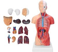 Human Torso Model 28 cm, 11-inch Human Torso Model Anatomical Assembly Model from Detachable Internal Education