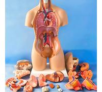 Human Torso Model, 55 Cm, Anatomy Educational Model, Removable Organs, 19 Pieces, Unisex Skeleton for Medical Education