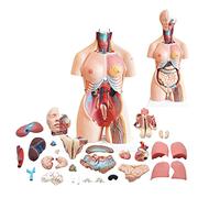 Human Torso Model 85cm Anatomical Medical Torso Model 23 Parts, Trunk Model With Removables For Class, Students, Teaching Material
