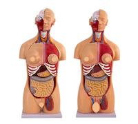 Human Torso Model - 85CM Divisible Anatomy Model with 23 Pieces and Internal Organs for Teaching