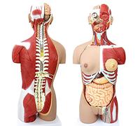 Human Torso Model - Anatomical Skeleton, 85cm Life-Size Model with 29 Removable Organs for Medical Education and Teaching Training Aid