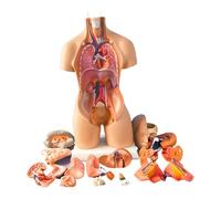 Human Torso Model, Detachable Organs Body Anatomy Model 4D Anatomical Assembly Model Of Human Organs Model For Teaching Pratice
