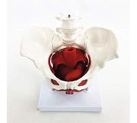 Human Torso Model Pelvic Model Female Pelvis Anatomy Model with Pelvic Floor Muscles 2 Lumbar Vertebrae Removable with Base Life Size Anatomical Model