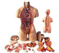 Human Torso Model, Removable Human Organs, Body Anatomy Model, 4D Anatomical Assembly Model of Human Organs Model Toy Torso System Structure