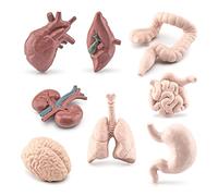 Human Torso Organ Models For W/Stomach Liver Heart Child Educational Teaching Anatomy Organs Classroom Educational Models For Kids Educational Model Of The