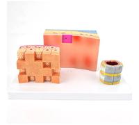 Human Trachea Anatomy Model - Detailed Tracheal Wall and Larynx Organ Structure for Medical Research and Education