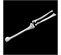 Human Upper Limb Bone Model - Anatomy Model Human Humerus and Ulna Radius Model - PVC Material Simulation Human Bones Model - for Study Teaching (Color : A) (A)