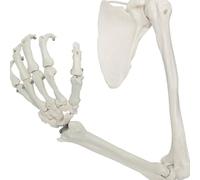 Human Upper Limb Skeleton Anatomical Model, Human Arm Skeleton Model with Movable Shoulder and Hand Joints Clavicle and Scapula, for Medical Science Education Study