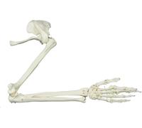 Human Upper Limb Skeleton Anatomical Model, Life Size Arm Skeleton Model W/Clavicle Scapula and Articulated Hand Bone for Offices Schools Study