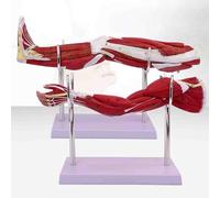 Human Upper & Lower Limb Muscle Model, Detachable Design with Numbered Logo, Leg Movement System Anatomy,for Study Display Teaching