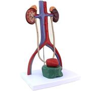 Human Urinary Model - Male Anatomy for Medical Teaching and Urology Studies