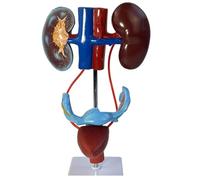 Human Urinary Reproductive System Anatomy Model 1:1.5 Scale Detachable Teaching Kit Kidney Bladder Uterus/Penis,38Cm PVC Medical Demo for Classroom Female