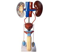 Human Urinary Reproductive System Anatomy Model 1:1.5 Scale Detachable Teaching Kit Kidney Bladder Uterus/Penis,38Cm PVC Medical Demo for Classroom Male