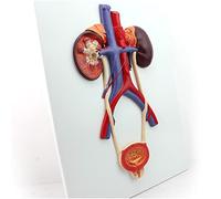 Human Urinary System Anatomical Model, Kidney Anatomy Model Study Model, Organ Model Ureter Bladder Model And Urethra Model For Teaching