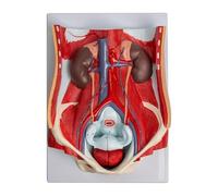 Human Urinary System Model - 1:1 Life-Size Detachable Model with 6 Parts, Includes Kidneys, Ureters, Bladder, and Uterus for Medical Demonstration